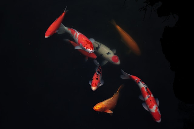Vis